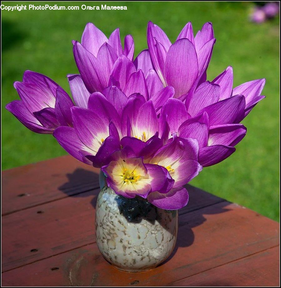 Blossom, Crocus, Flora, Flower, Plant, Flower Arrangement, Flower Bouquet