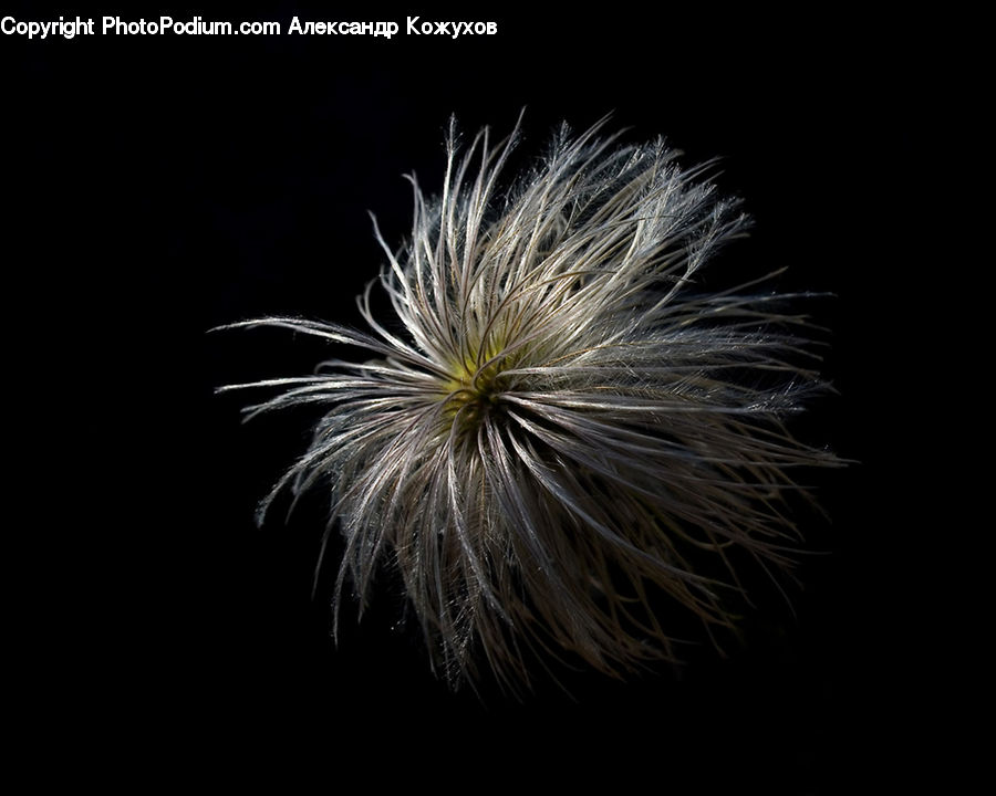 Fireworks, Night, Blossom, Flora, Flower, Plant, Field