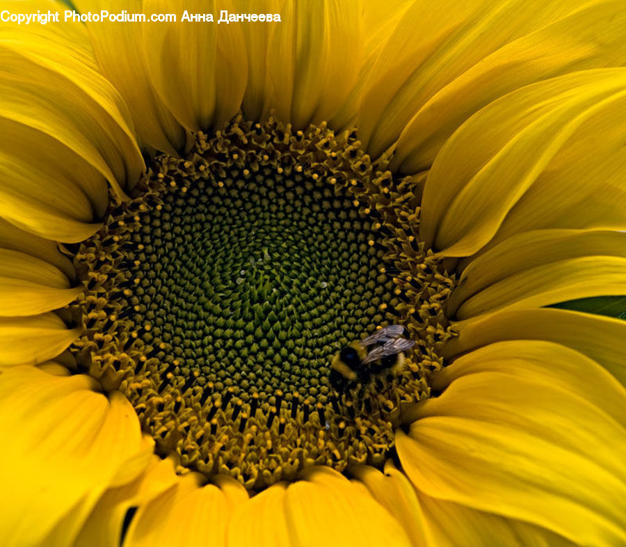 Blossom, Flora, Flower, Plant, Sunflower, Daisies, Daisy