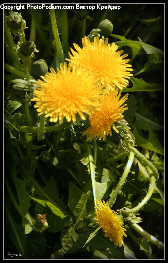 Dandelion, Flower, Plant, Asteraceae, Blossom, Flora, Pollen