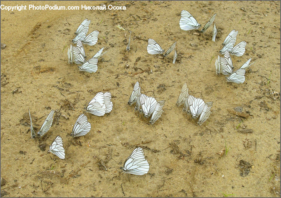 Butterfly, Insect, Invertebrate, Ground, Soil, Clam, Sea Life