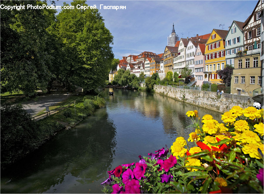 Canal, Outdoors, River, Water, Blossom, Flora, Flower