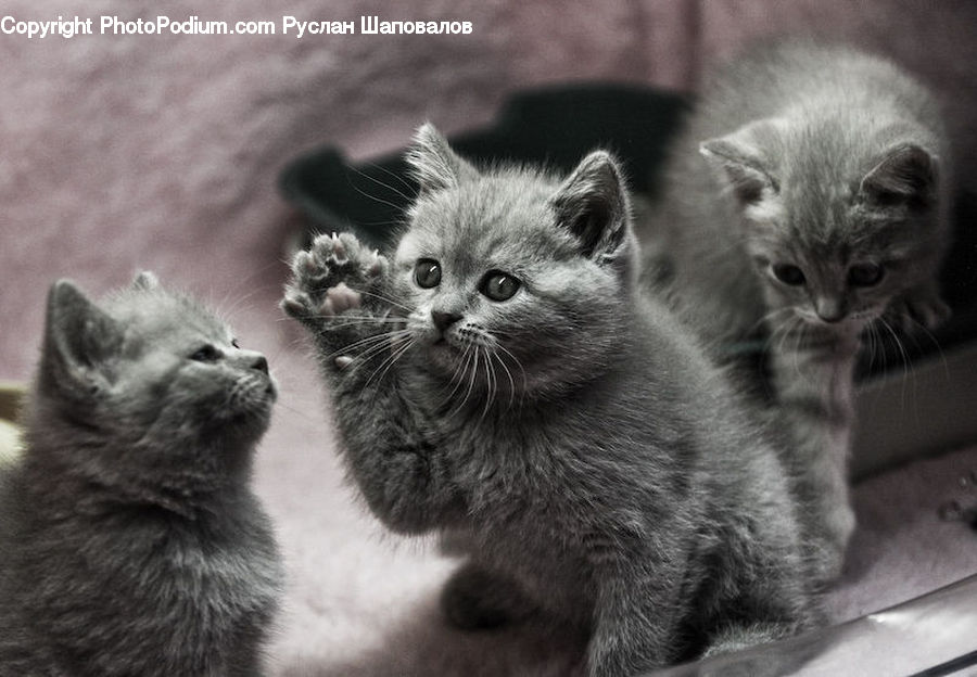 Adorable, Animal, Cat, Pet, Siamese, Kitten, Mammal