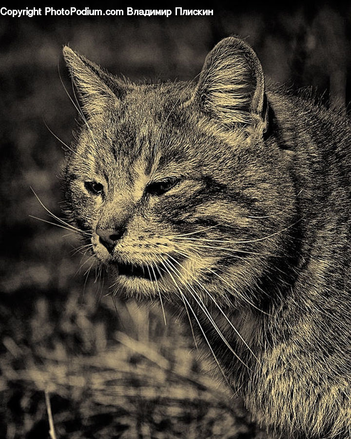 Animal, Cat, Mammal, Pet