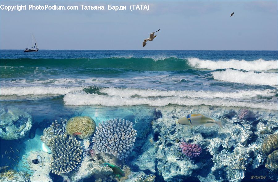 Coral Reef, Outdoors, Reef, Sea, Sea Life, Water, Lagoon