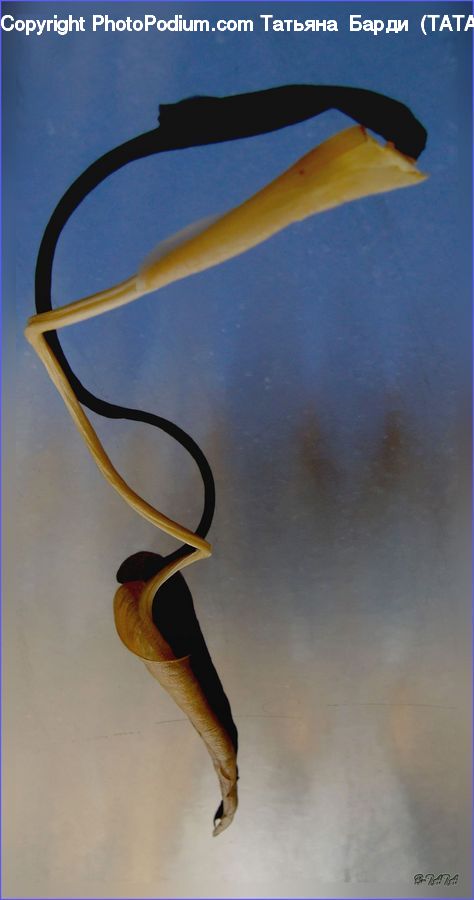 Beak, Bird, Glasses, Goggles