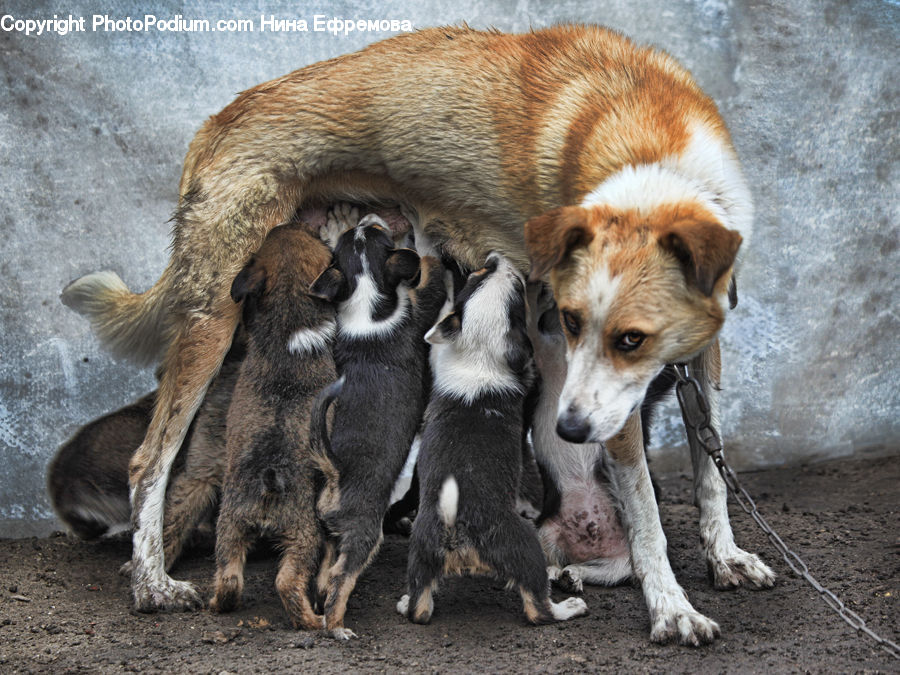 Animal, Beagle, Canine, Dog, Hound, Mammal, Pet