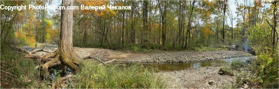 Land, Marsh, Outdoors, Swamp, Water, Forest, Vegetation