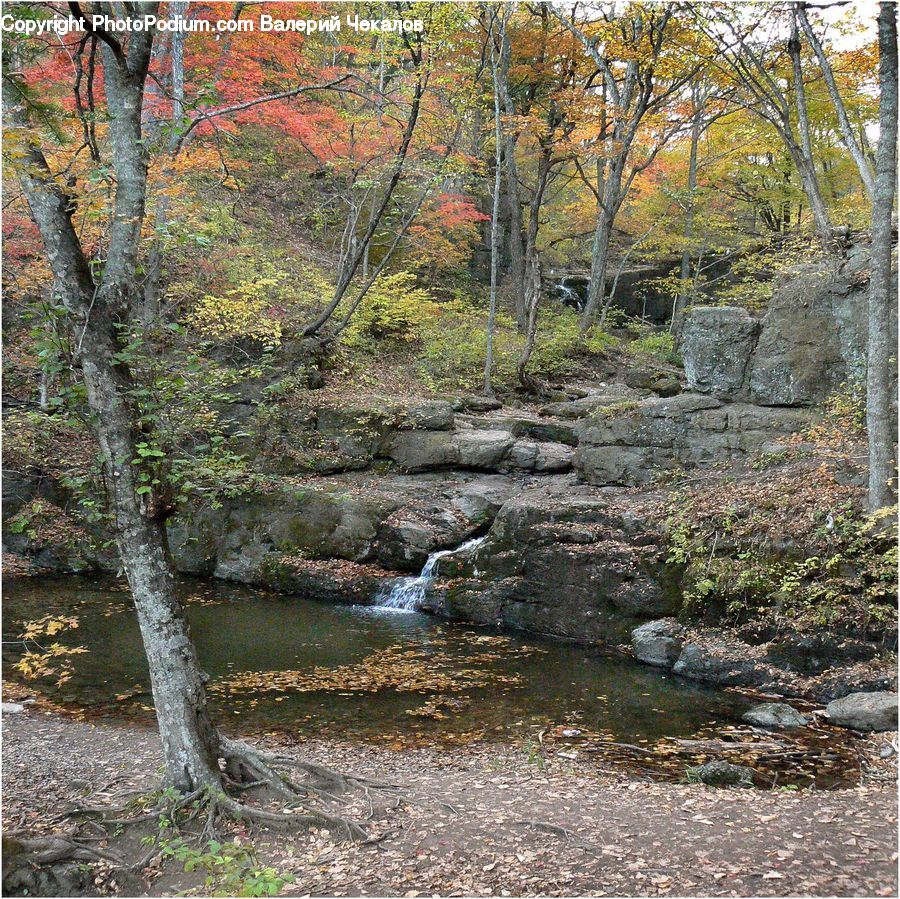 Creek, Outdoors, River, Water, Stream, Waterfall, Forest