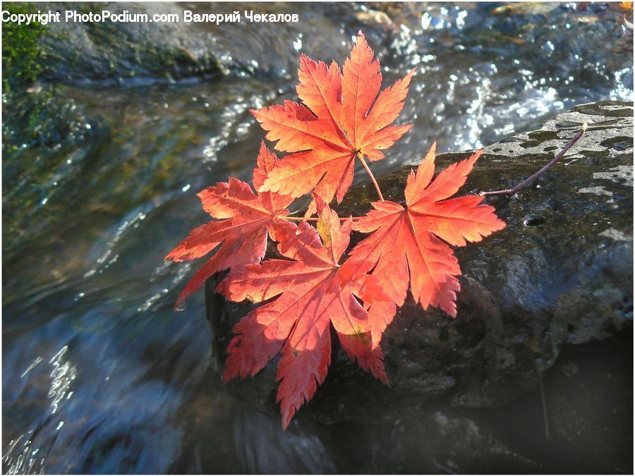 Maple, Maple Leaf, Plant, Tree, Wood, Blossom, Flora