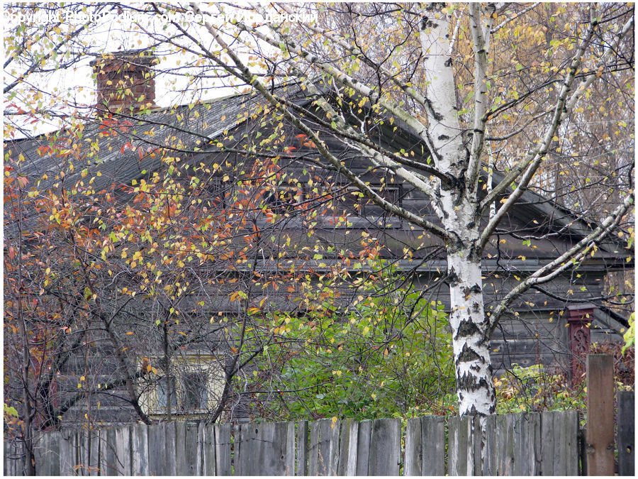 Birch, Tree, Wood, Tree Stump, Plant, Vine, Oak
