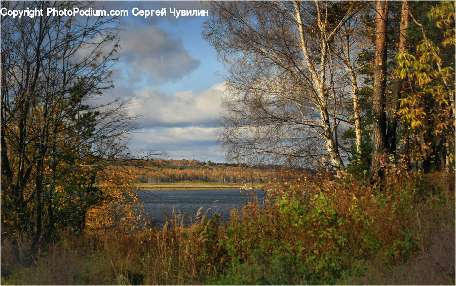 Land, Marsh, Outdoors, Swamp, Water, Grass, Plant