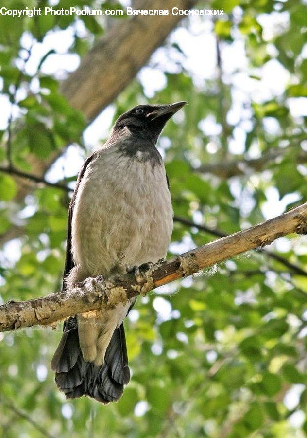 Bird, Hawk, Condor, Vulture, Blue Jay, Bluebird, Jay