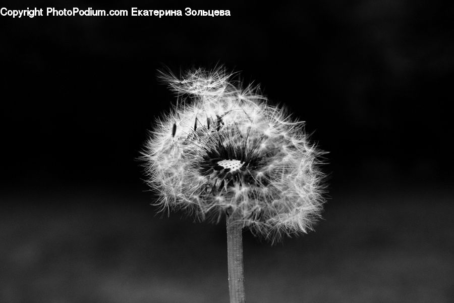 Dandelion, Flower, Plant, Blossom, Flora