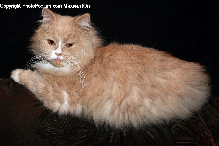 Animal, Cat, Kitten, Mammal, Pet, Manx, Siamese