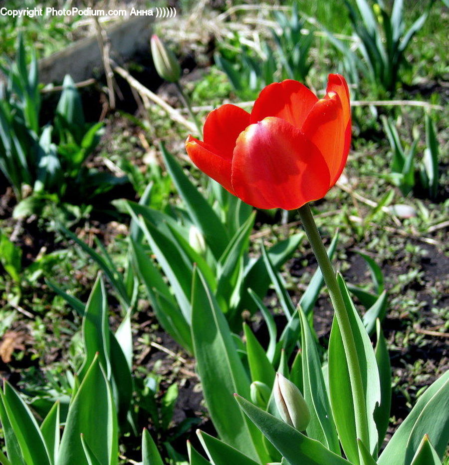 Blossom, Flora, Flower, Plant, Tulip, Gladiolus, Crocus