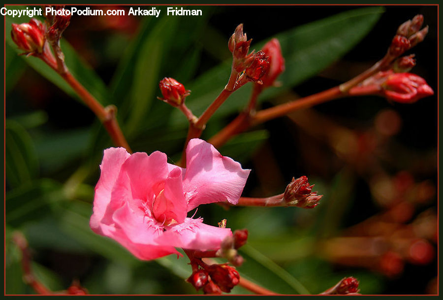 Flora, Flower, Gladiolus, Plant, People, Person, Human