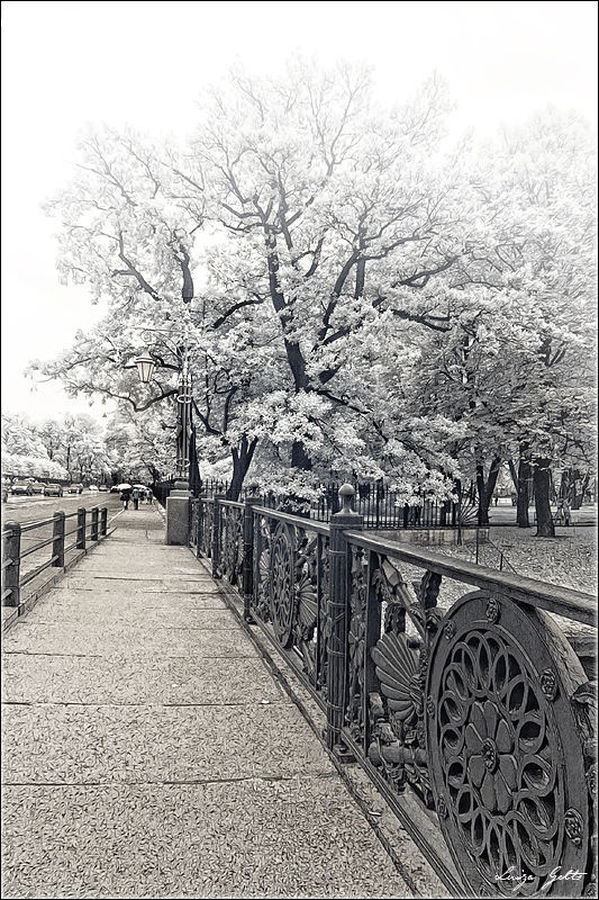 Blossom, Flora, Flower, Plant, Boardwalk, Path, Pavement