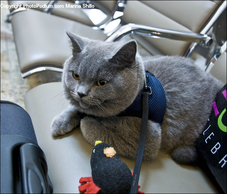 Abyssinian, Animal, Cat, Mammal, Pet, Accessories, Siamese