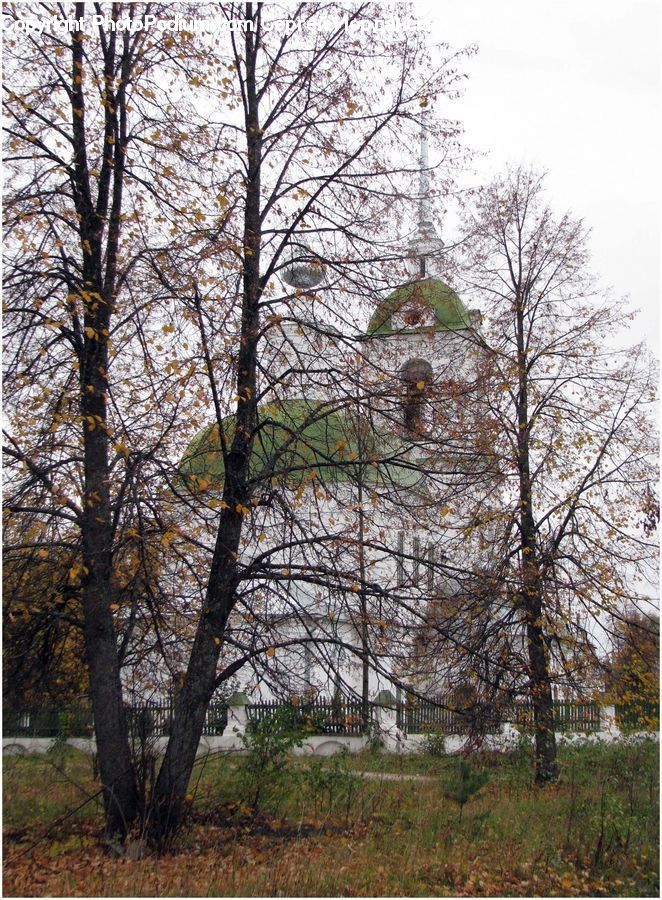 Blossom, Cherry Blossom, Flower, Flora, Plant, Architecture, Bell Tower