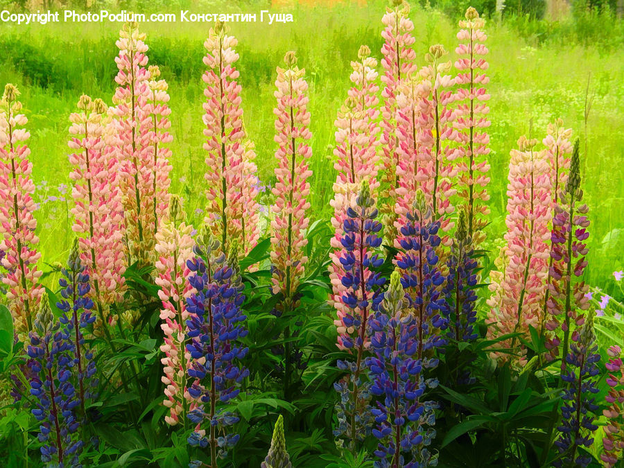 Flower, Lupin, Plant, Flora, Foxglove, Blossom, Fern