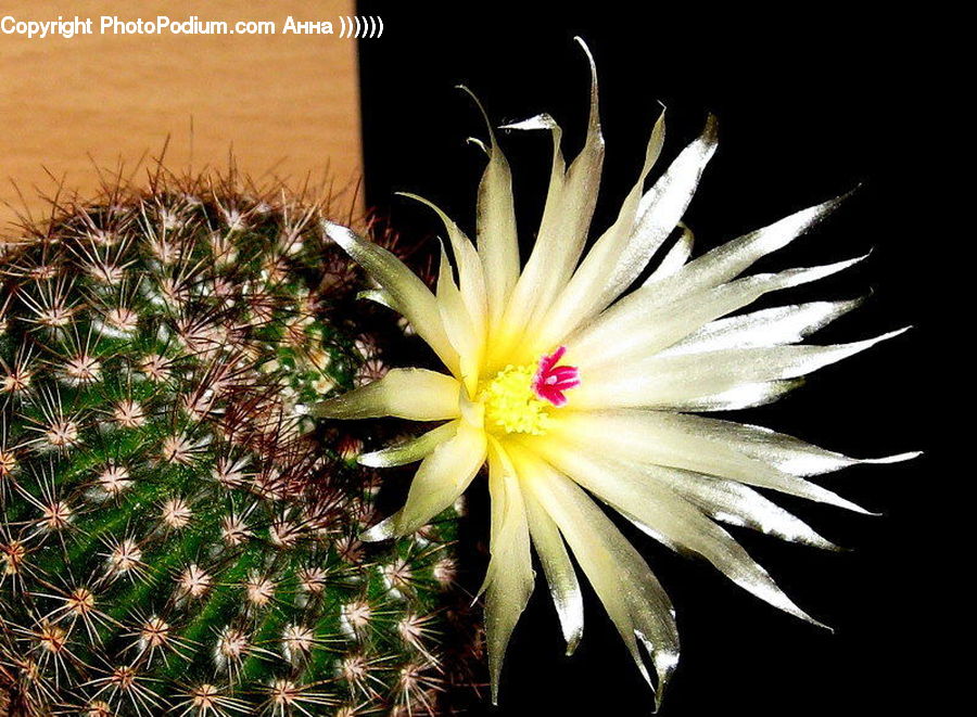 Blossom, Flora, Flower, Plant, Cactus, Asteraceae, Aster