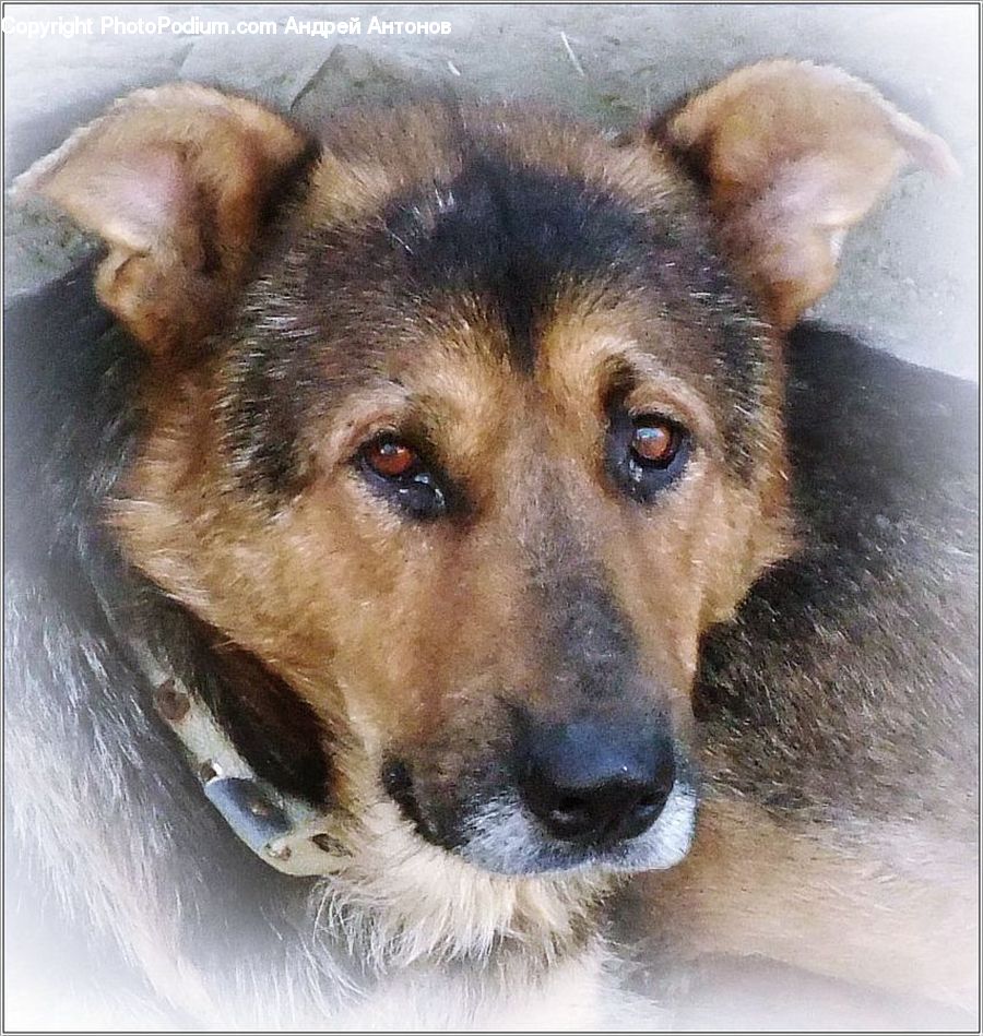 Animal, Canine, Dog, German Shepherd, Mammal, Pet, Collie