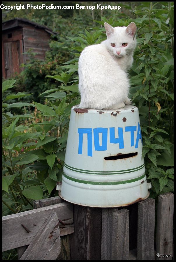 Plant, Potted Plant, Animal, Cat, Pet, Siamese, Boat