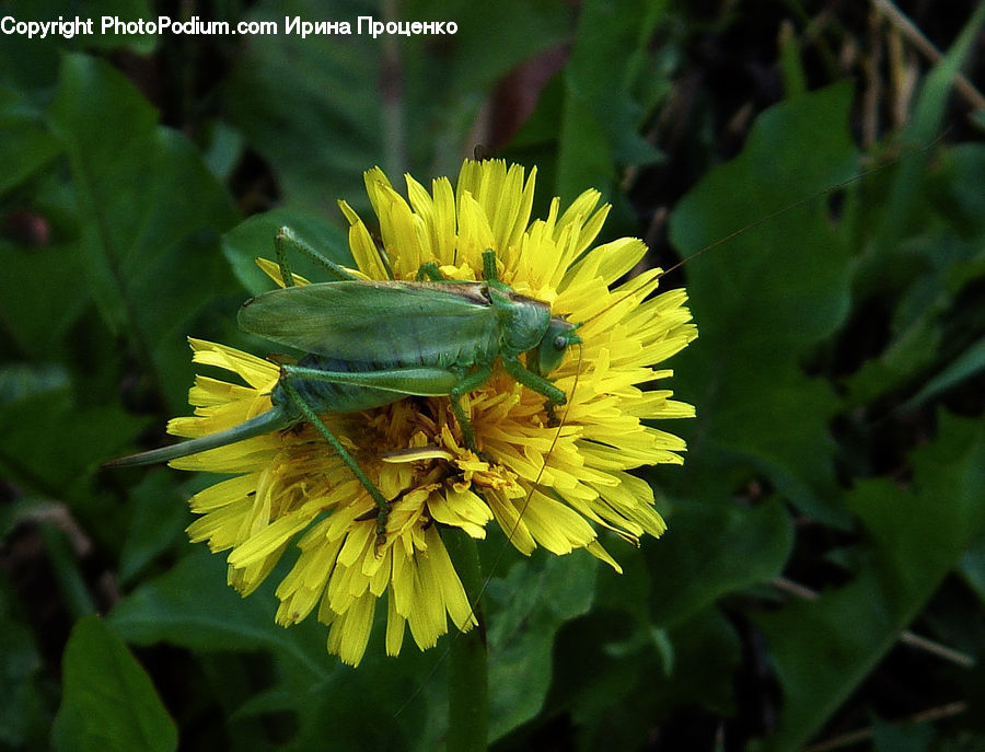Plant, Dandelion, Flower, Bee, Insect, Invertebrate, Blossom