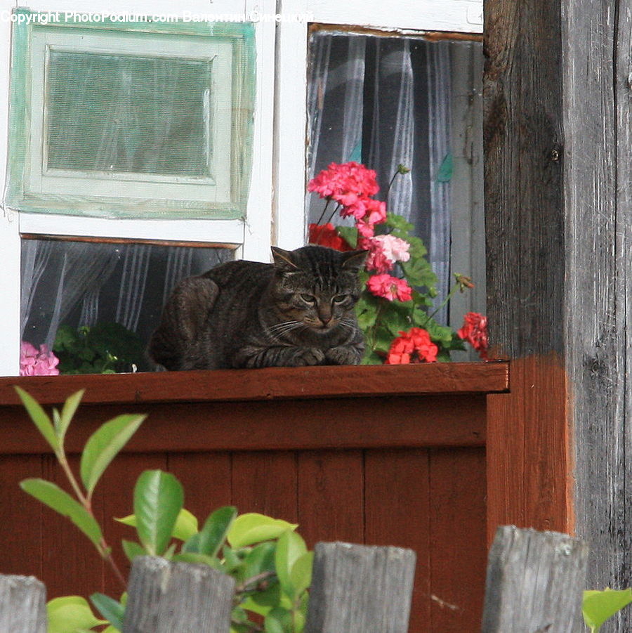 Plant, Potted Plant, Cactus, Animal, Cat, Mammal, Pet