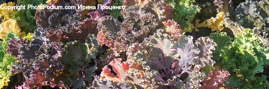 Cabbage, Kale, Produce, Vegetable, Coral Reef, Outdoors, Reef