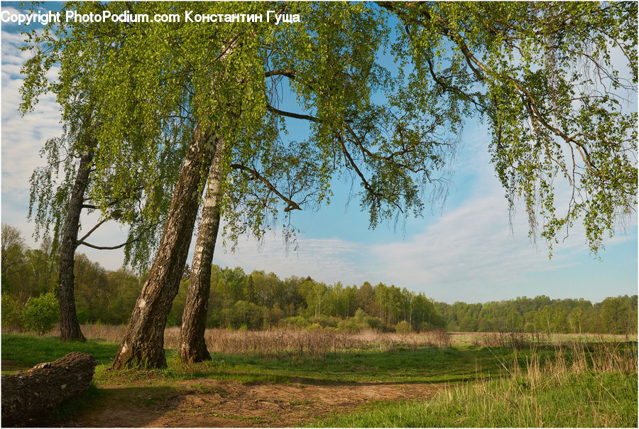 Field, Grass, Grassland, Land, Outdoors, Plant, Tree