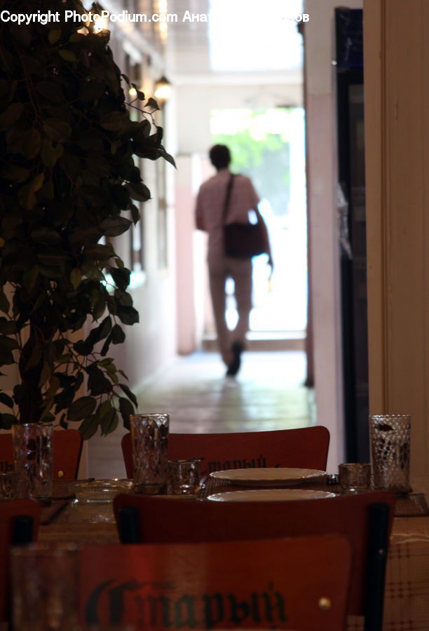 People, Person, Human, Plant, Potted Plant, Back, Dining Room