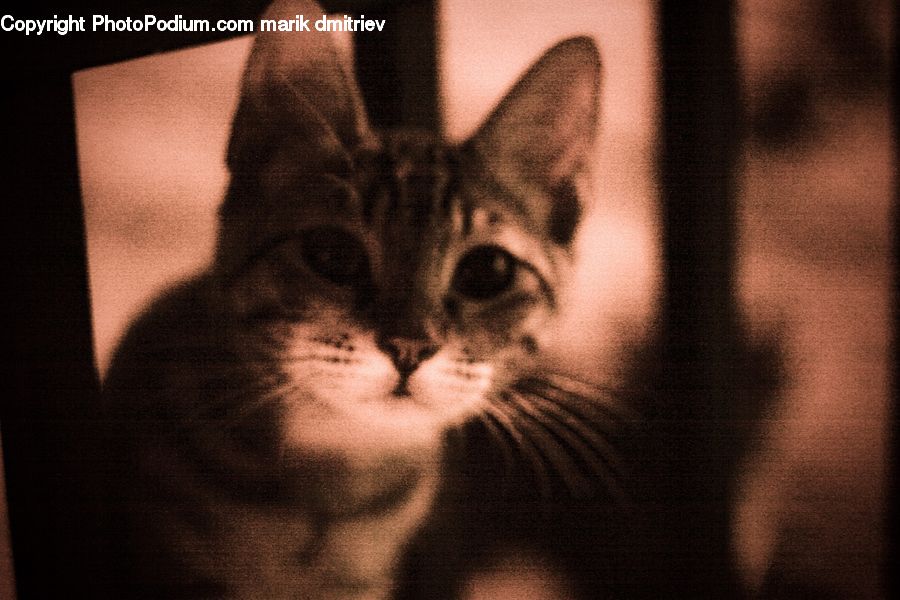 Abyssinian, Animal, Cat, Mammal, Pet, Kitten, Person