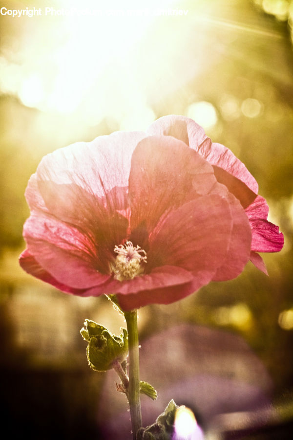 Blossom, Flora, Flower, Geranium, Plant, Potted Plant, Poppy