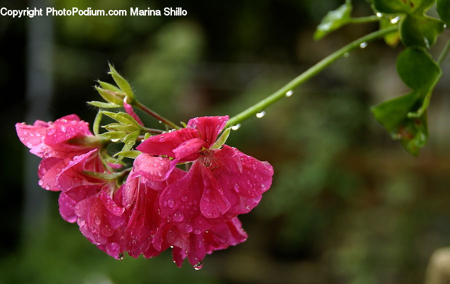 Blossom, Flora, Flower, Geranium, Plant, Bud, Hibiscus
