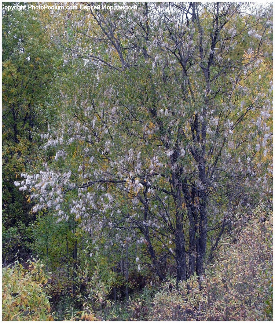 Conifer, Fir, Plant, Tree, Oak, Wood, Blossom
