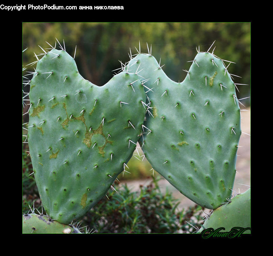 Cactus, Plant