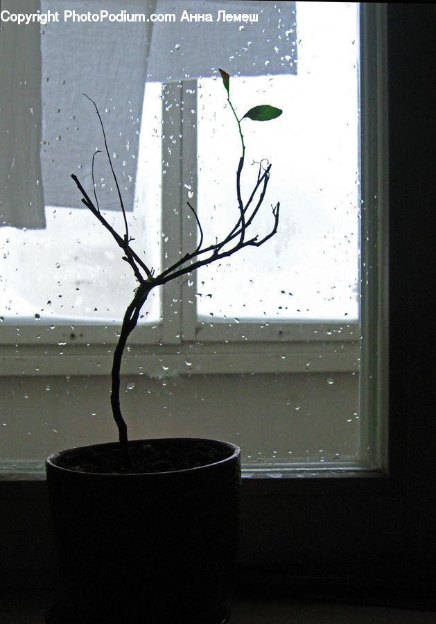 Flower Arrangement, Ikebana, Plant, Potted Plant, Vase, Coffee Cup, Cup