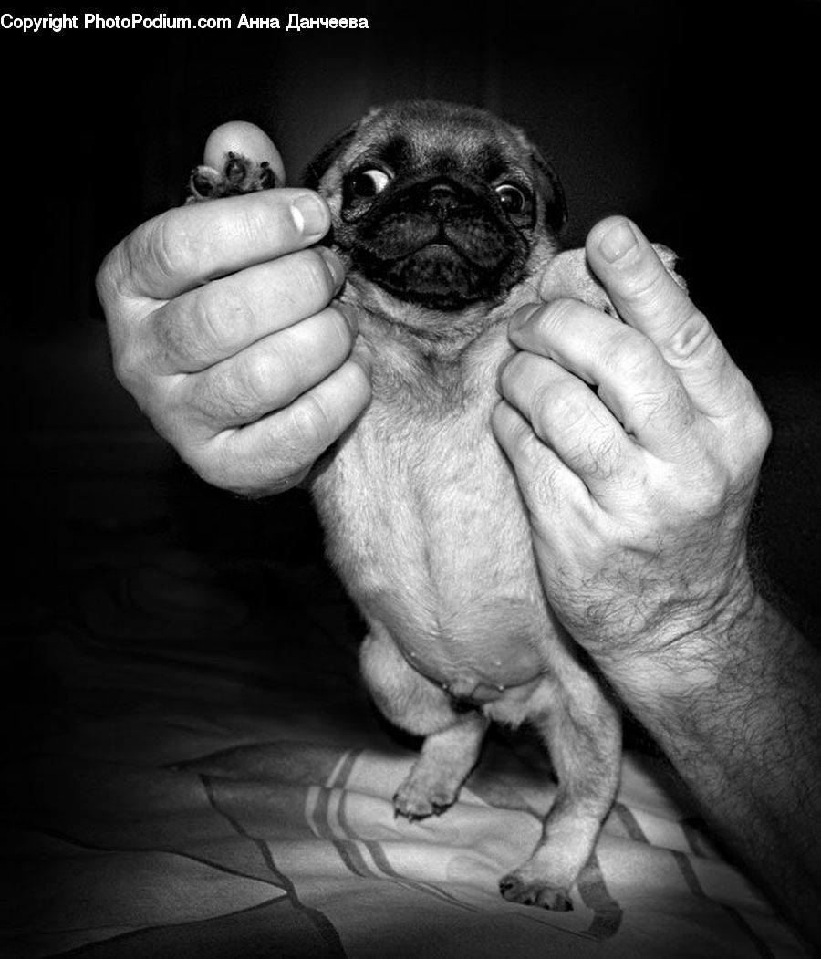 Animal, Canine, Dog, Mammal, Pet, Pug, Amphibian