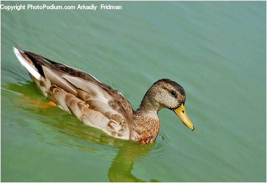 Bird, Duck, Teal, Waterfowl, Goose, Mallard