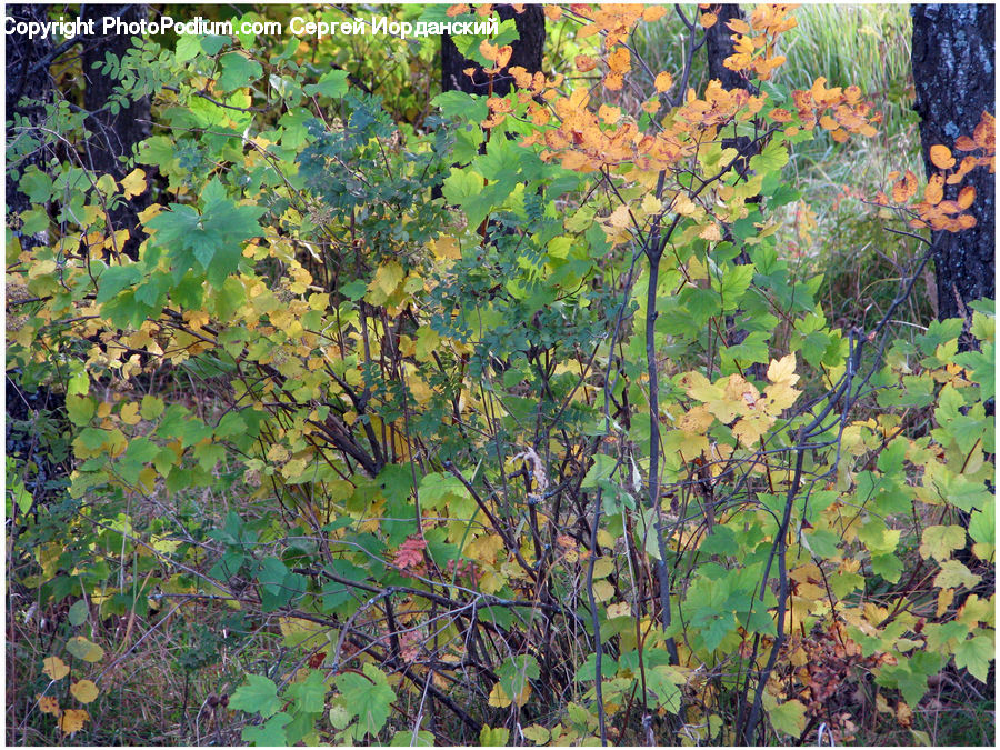 Plant, Vine, Blossom, Flora, Flower, Maple, Tree