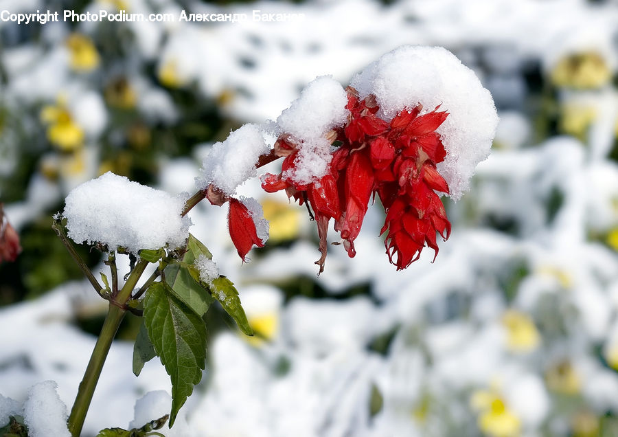 Frost, Ice, Outdoors, Snow, Blossom, Flora, Flower