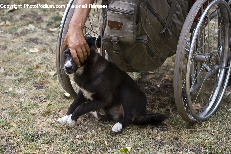 Animal, Canine, Collie, Dog, Mammal, Pet