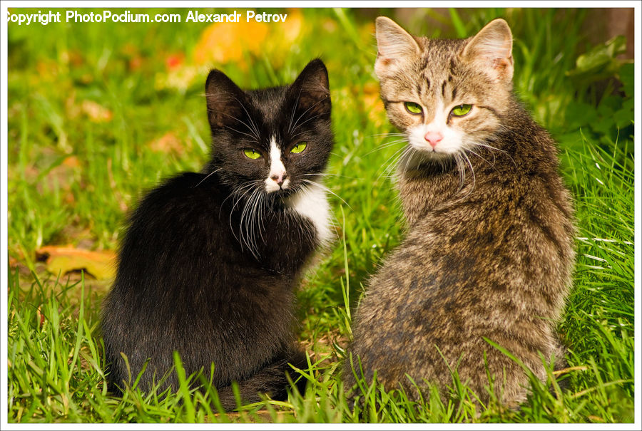 Animal, Cat, Mammal, Pet, Kitten, Manx, Abyssinian