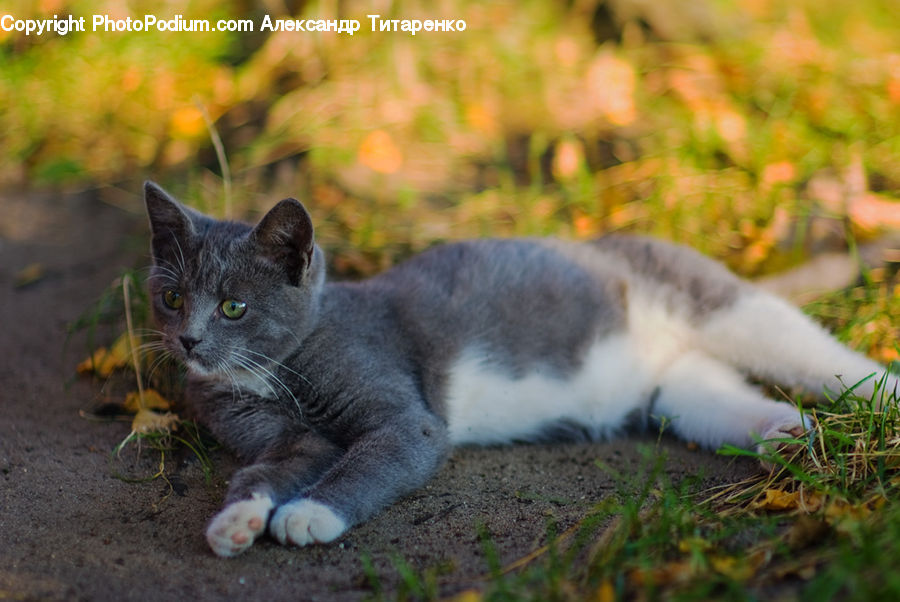 Animal, Cat, Kitten, Mammal, Pet, Manx, Moss
