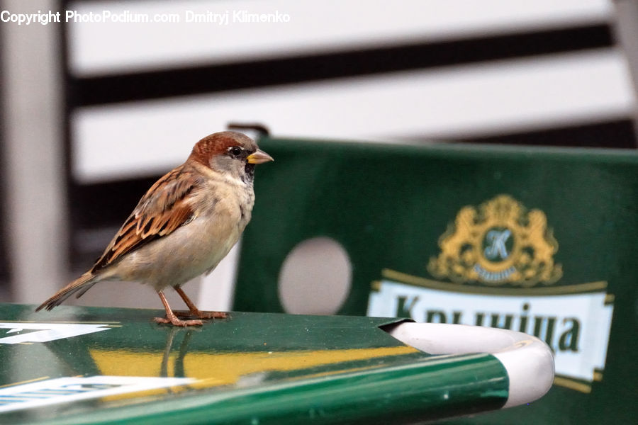 Bird, Sparrow, Finch, Jewelry, Tiara