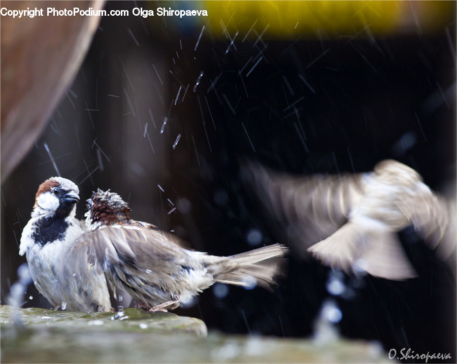 Bird, Sparrow, Beak, Finch