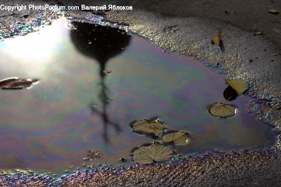 Puddle, Water, Flower, Lily, Plant, Pond Lily