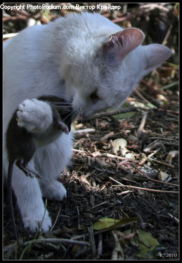 Animal, Ferret, Mammal, Goat, Mountain Goat, Arctic Fox, Canine